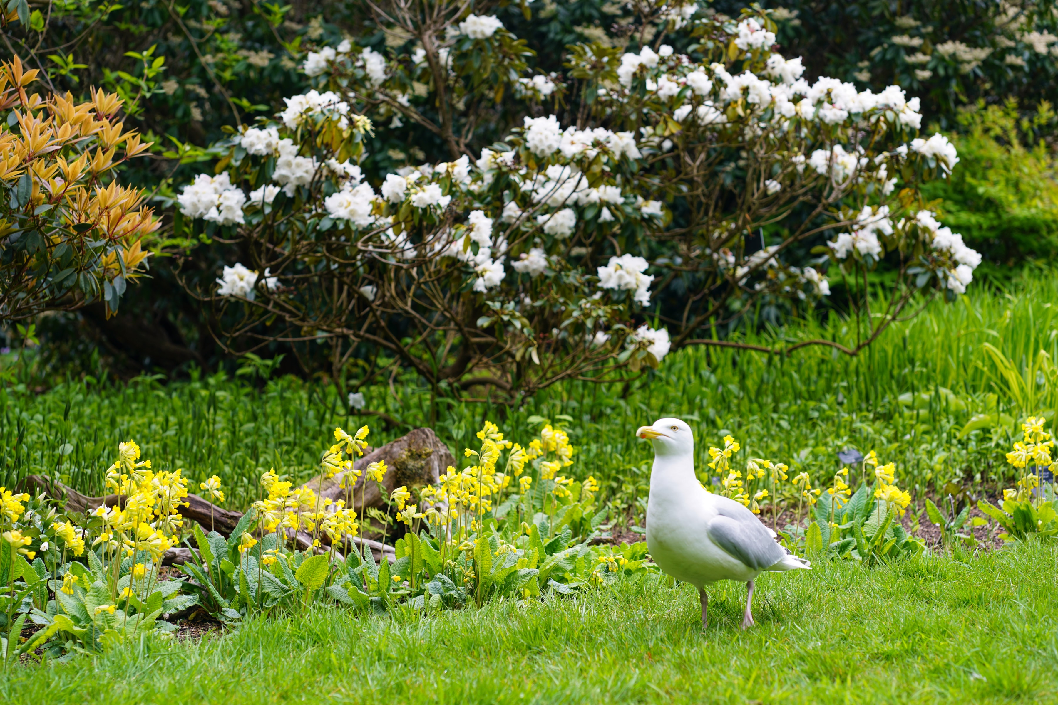 Keeper of the Green, Edinburgh, United Kingdom, 2024-04-27.