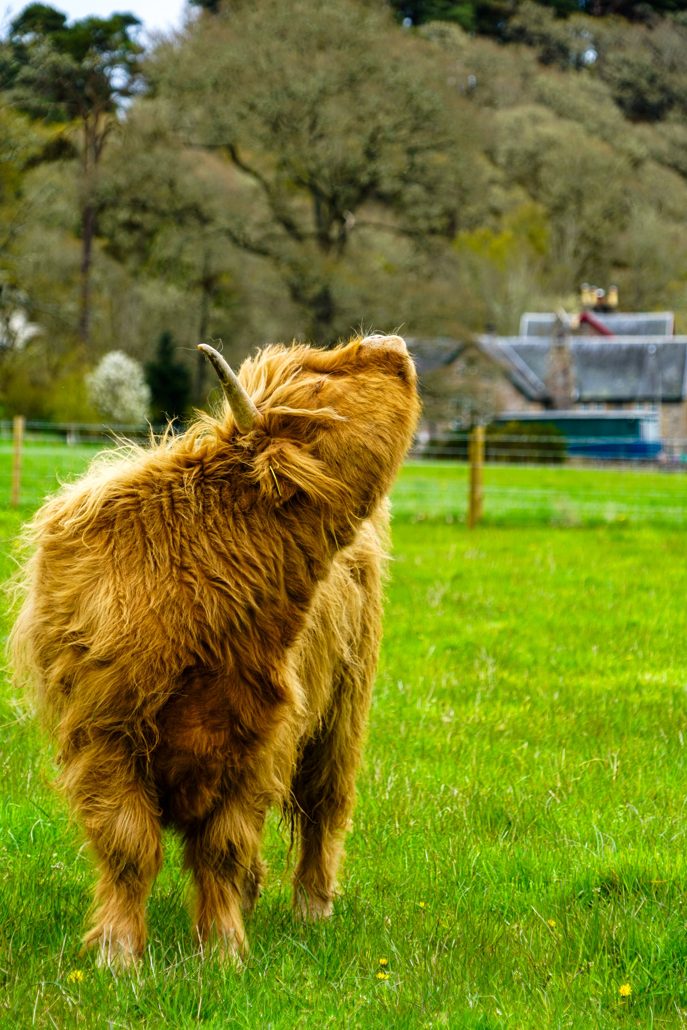 Stubborn, Scottish Highlands, United Kingdom, 2024-04-27.