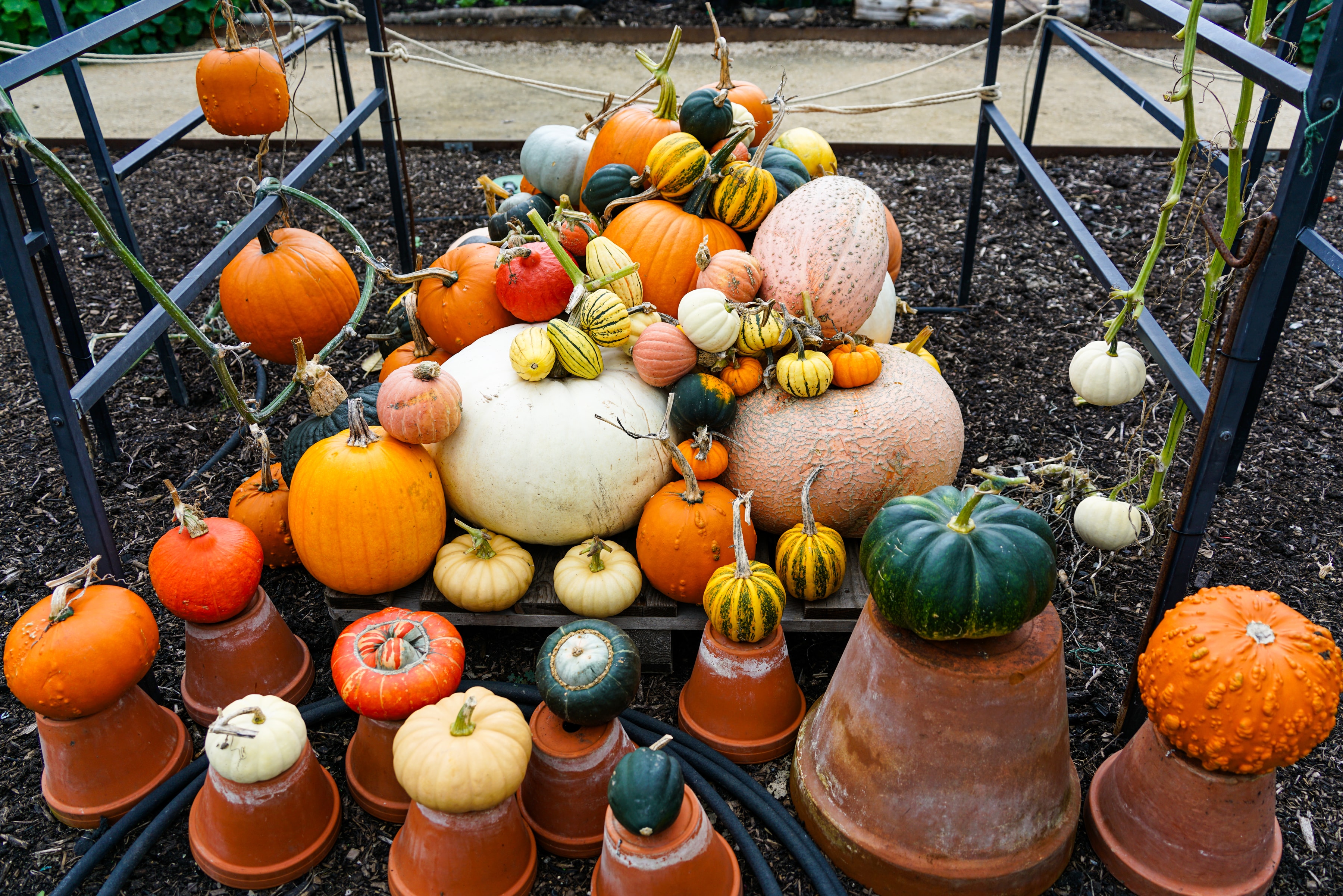 The Harvest, London Botanical Garden, United Kingdom, 2024-10-05.