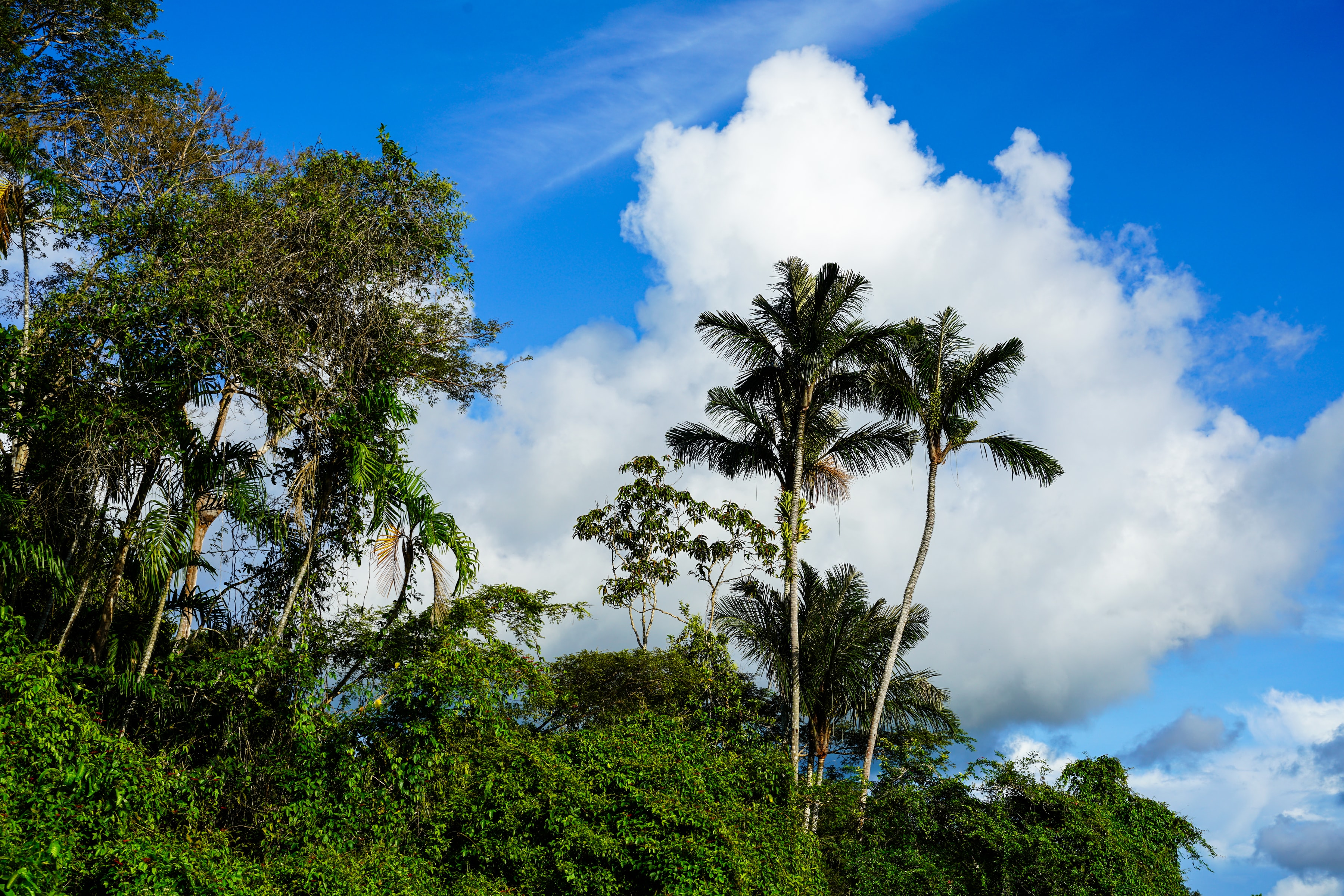 Cloudbound, Peruvian Amazon, Peru, 2025-01-30.