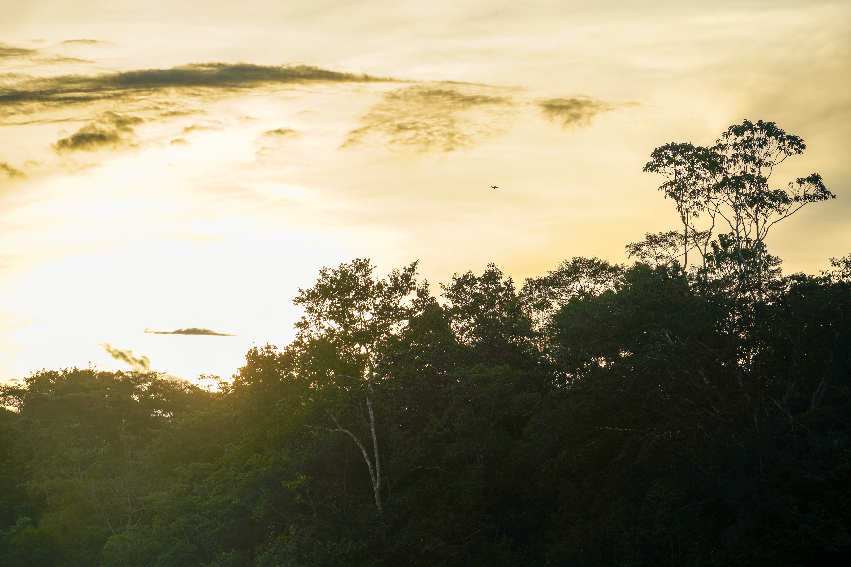 Gold at the Edge, Peruvian Amazon, Peru, 2025-01-30.